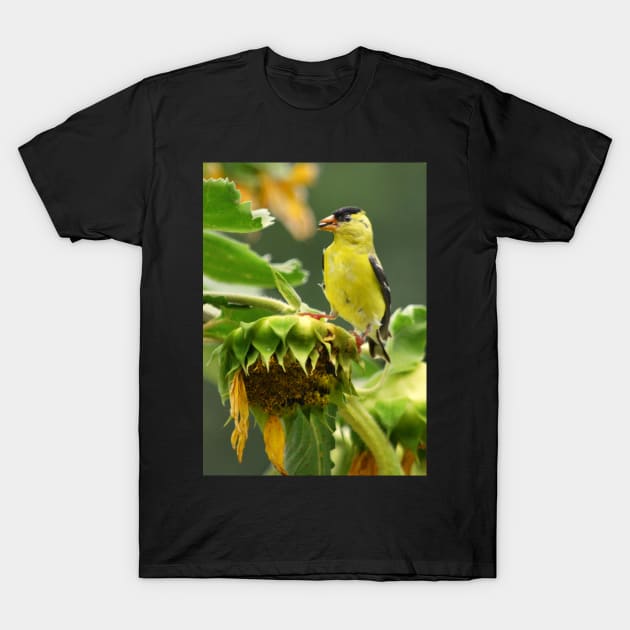 Goldfinch on sunflower T-Shirt by LaurieMinor